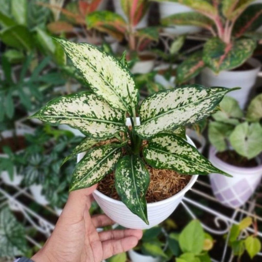 Tanaman hias blanceng / beras tumpah
