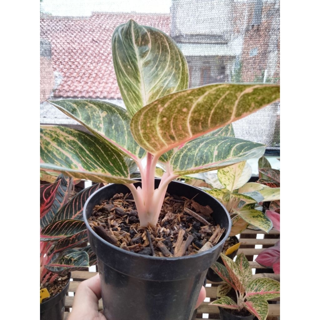 aglonema Ayundini