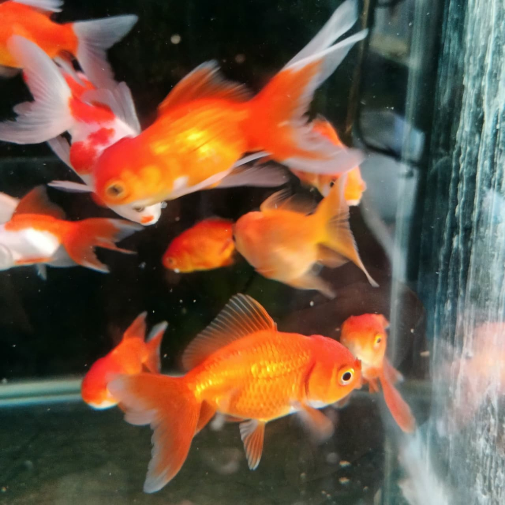 Ikan Hias Koki Kecil Warna-Warni GARANSI HIDUP
