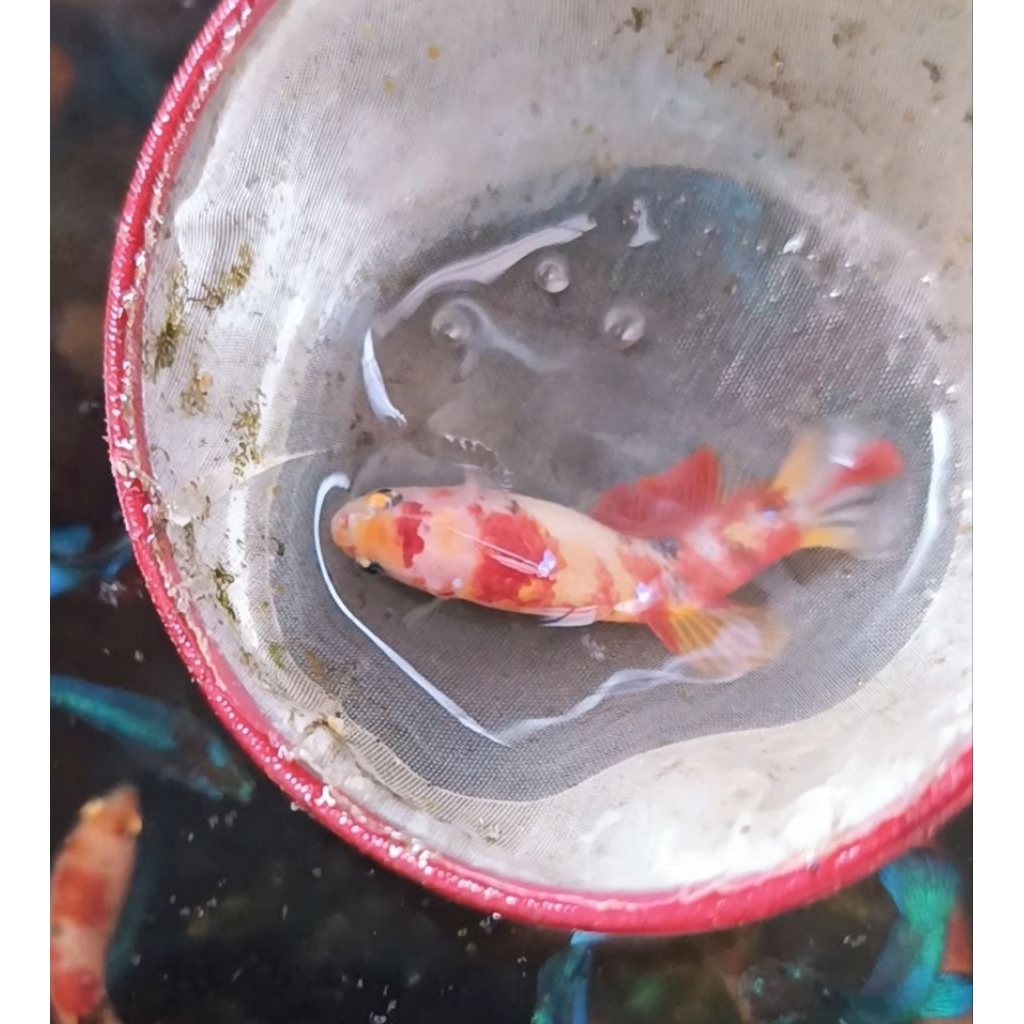 Female Cupang multy