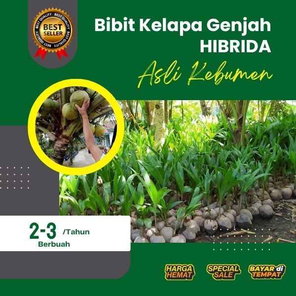 PALING DICARI  Bibit Kelapa Hibrida Super, Bibit Kelapa Hibrida Terdekat, Bibit Kelapa Hibrida Thail