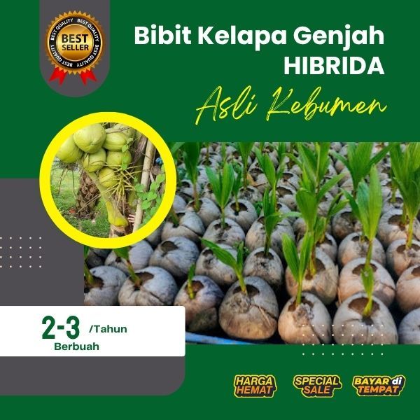 DICARI-CARI !! Bibit Kelapa Hibrida Terdekat, Bibit Kelapa Hibrida Thailand, Bibit Kelapa Hibrida Un