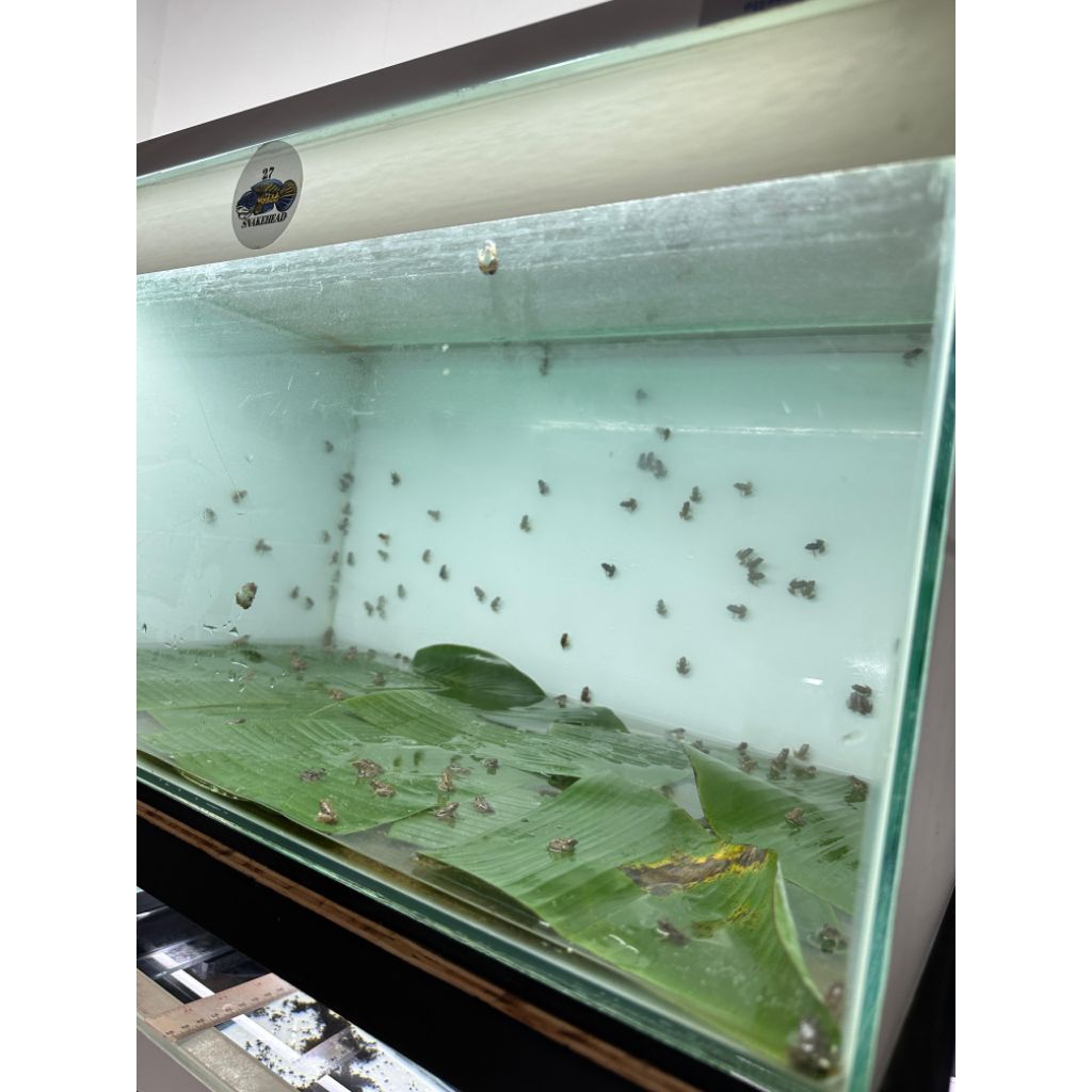 Katak Sawah
