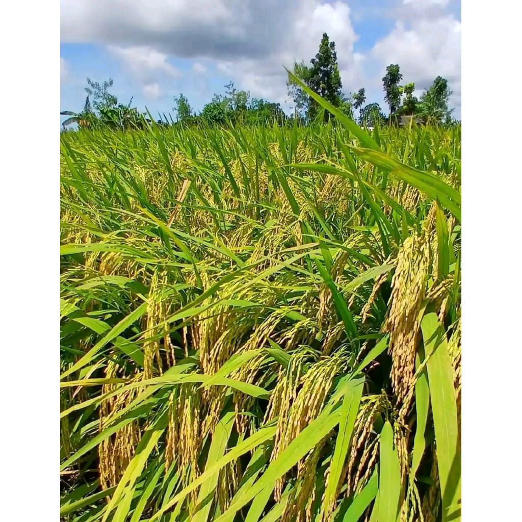 (1KG) BENIH BIBIT PADI TROPIKO ANDRES SUPER BERKUALITAS UNGGULAN COD