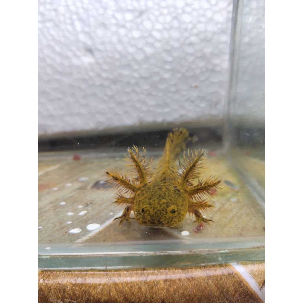 BABY AXOLOTL MARBLE 6CM