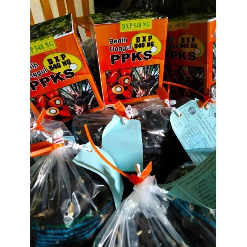 Bibit sawit unggul PPKS 239 (isi 250 butir)