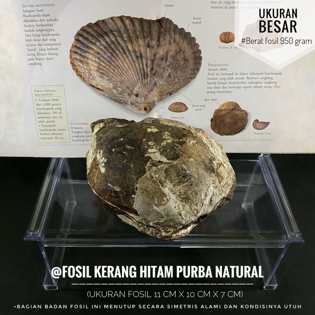 Fosil Kerang Purba Hitam atau Fosil Bivalvia Natural atau Fossil Shell atau Fosil Kijing atau Fosil 