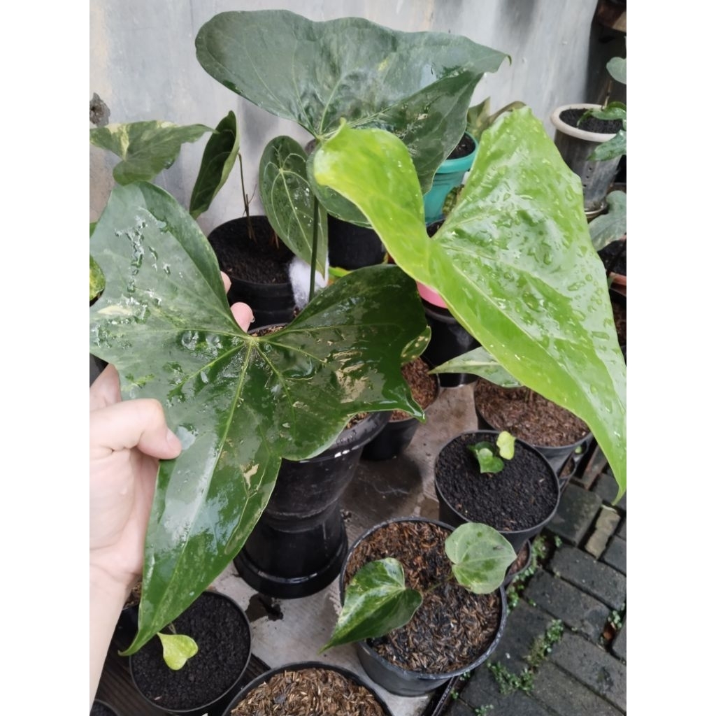anthurium pteroductyl varigata ( ukuran besar )