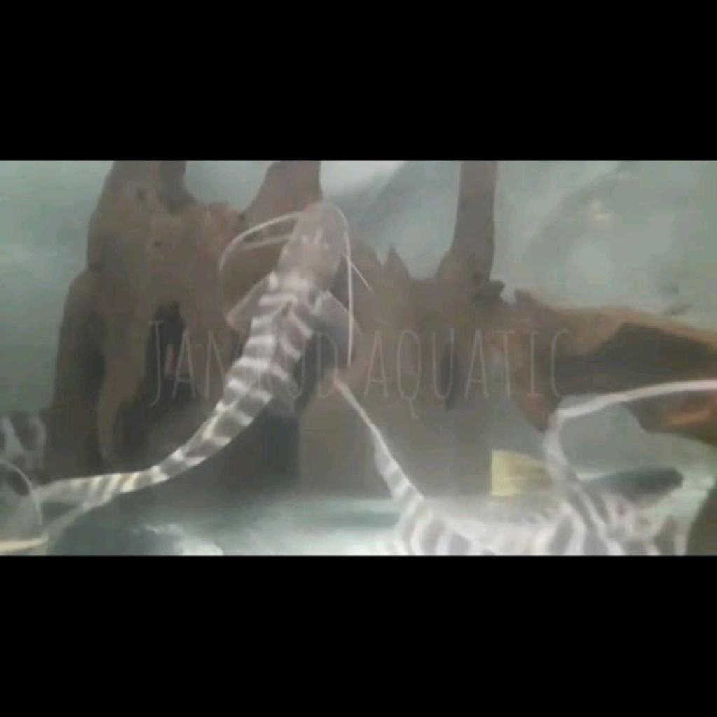 Ikan tigrinus catfish