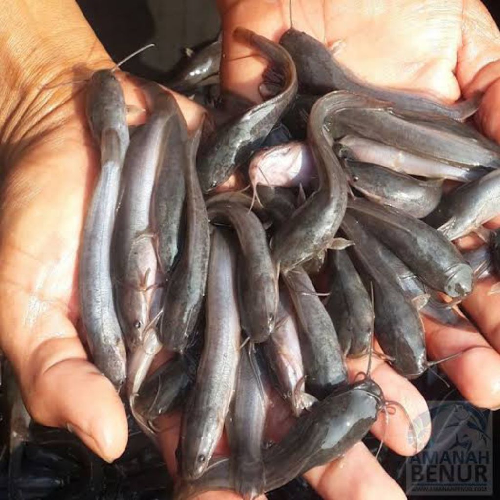 benih lele mutiara 40 pcs