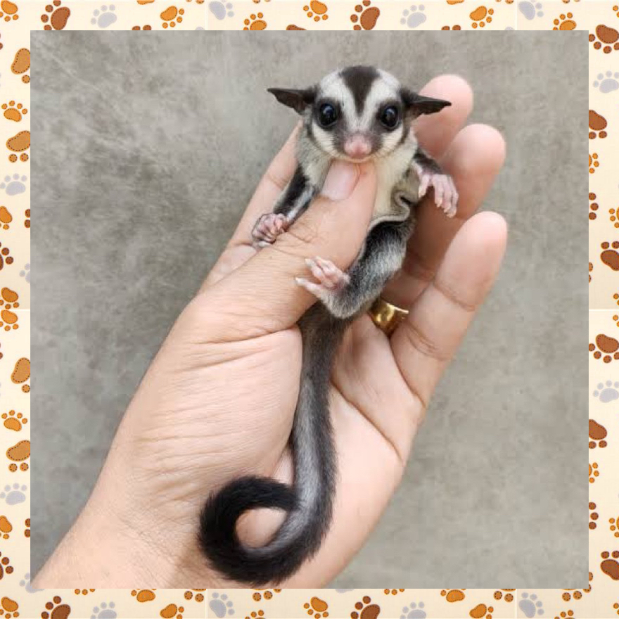 F44OPN Sugar Glider Hewan Peliharaan Joey Jinak Manja Lucu Tupai Mini Aktif Sehat Classic Grey