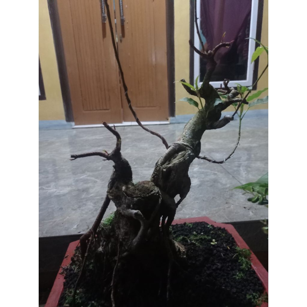 bonsai Bunut pucuk merah
