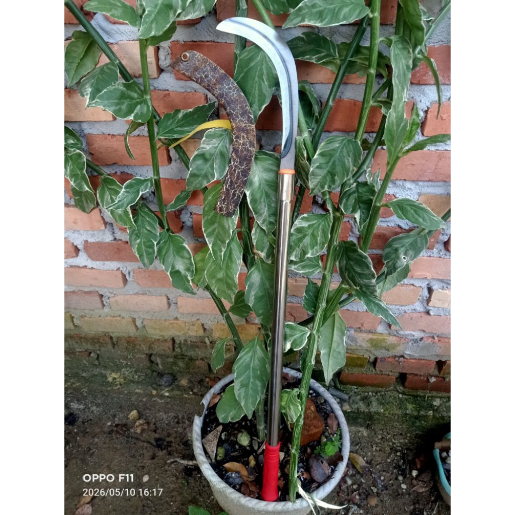 alat pemetik buah / kastrasi /penyiang rumput / pemangkas dahan malaysia lengkap sarungnya / sabit m