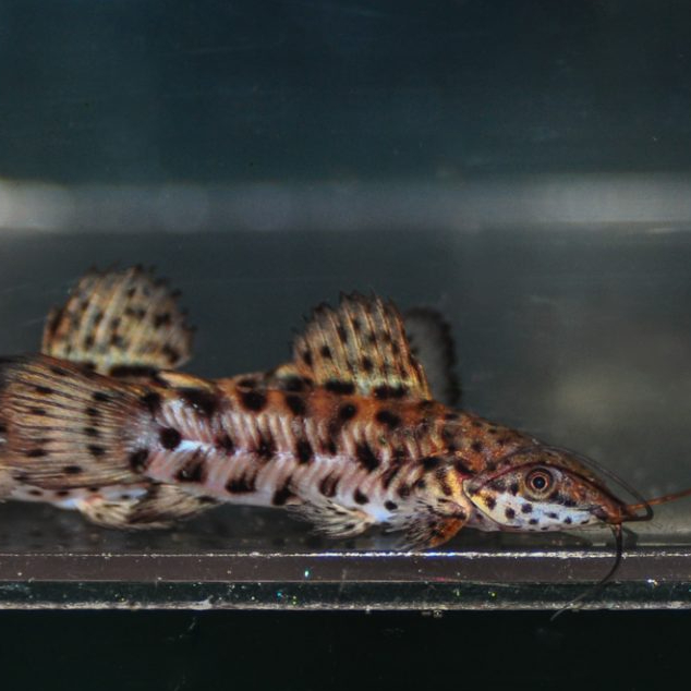 Hoplo Catfish / Megalechis Thoracata - Pembersih Dasar Aquascape