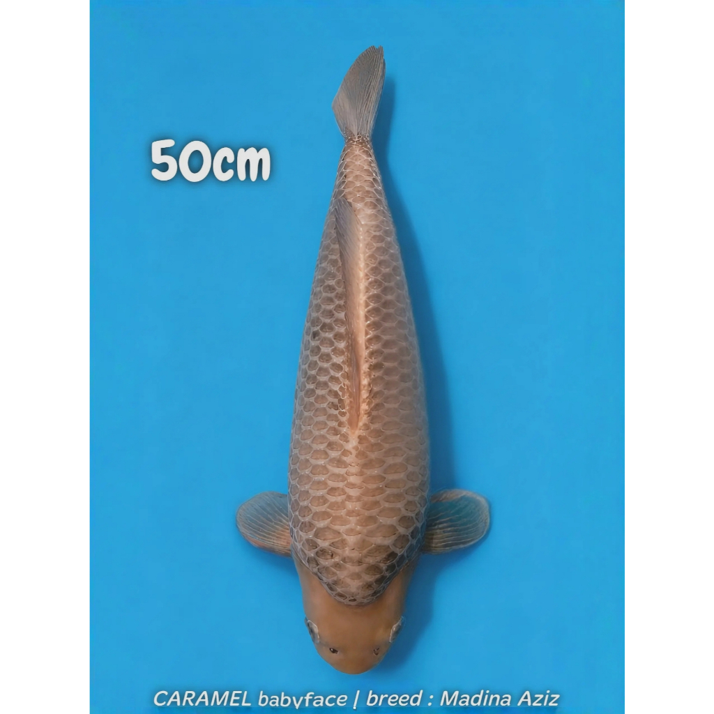 Koi Caramel Super babyface 50cm berpunuk Top Fukurin 3D breed Madina Aziz High Quality