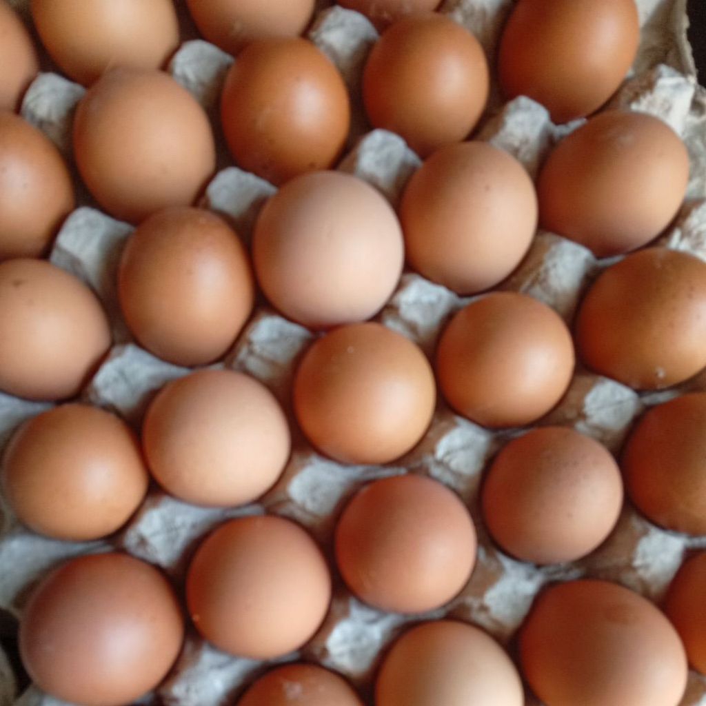 Telur Ayam INSTANT KEDANYANG-KEBOMAS