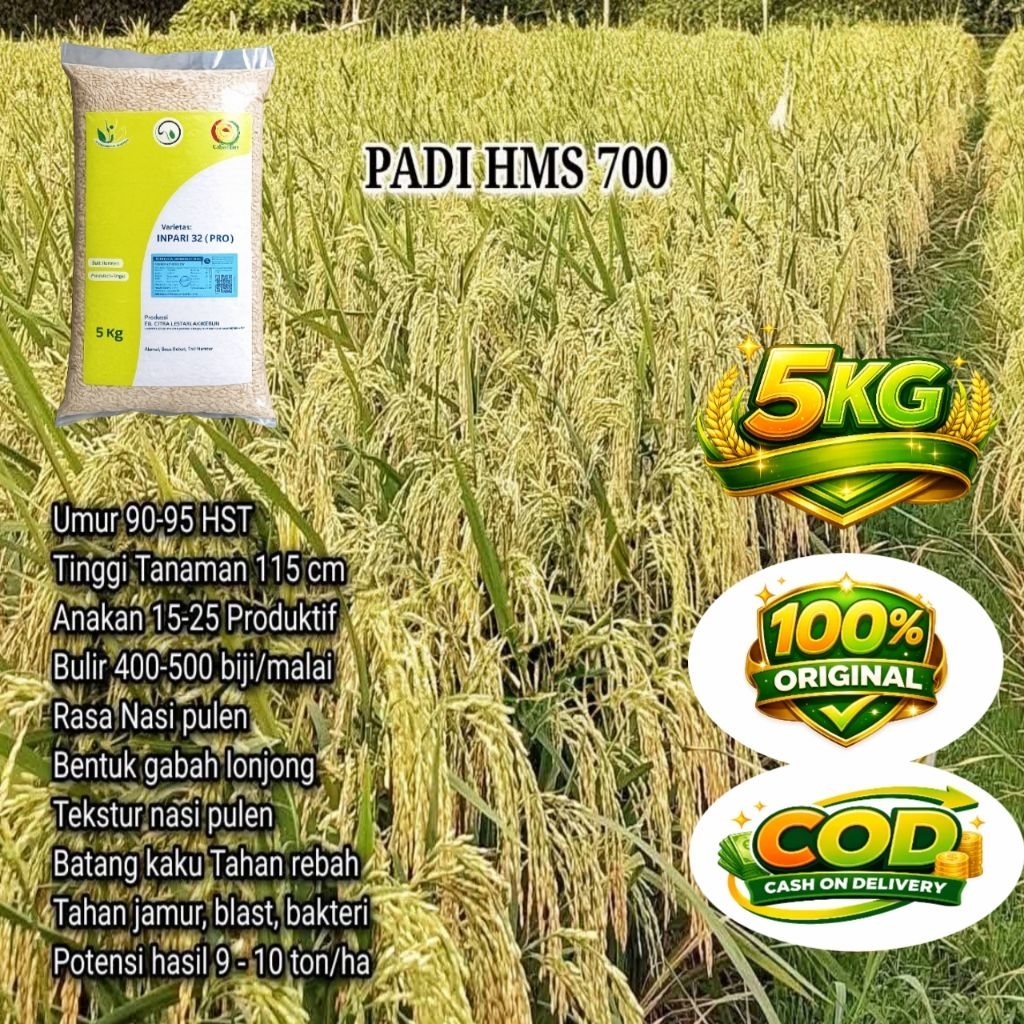 Benih padi unggul HMS700 bibit padi berkualitas kemasan 5KG