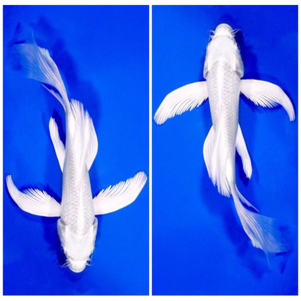 PROMO paket 2 ekor koi platinum 10-14cm kupu kupu putih cocok untuk aquarium