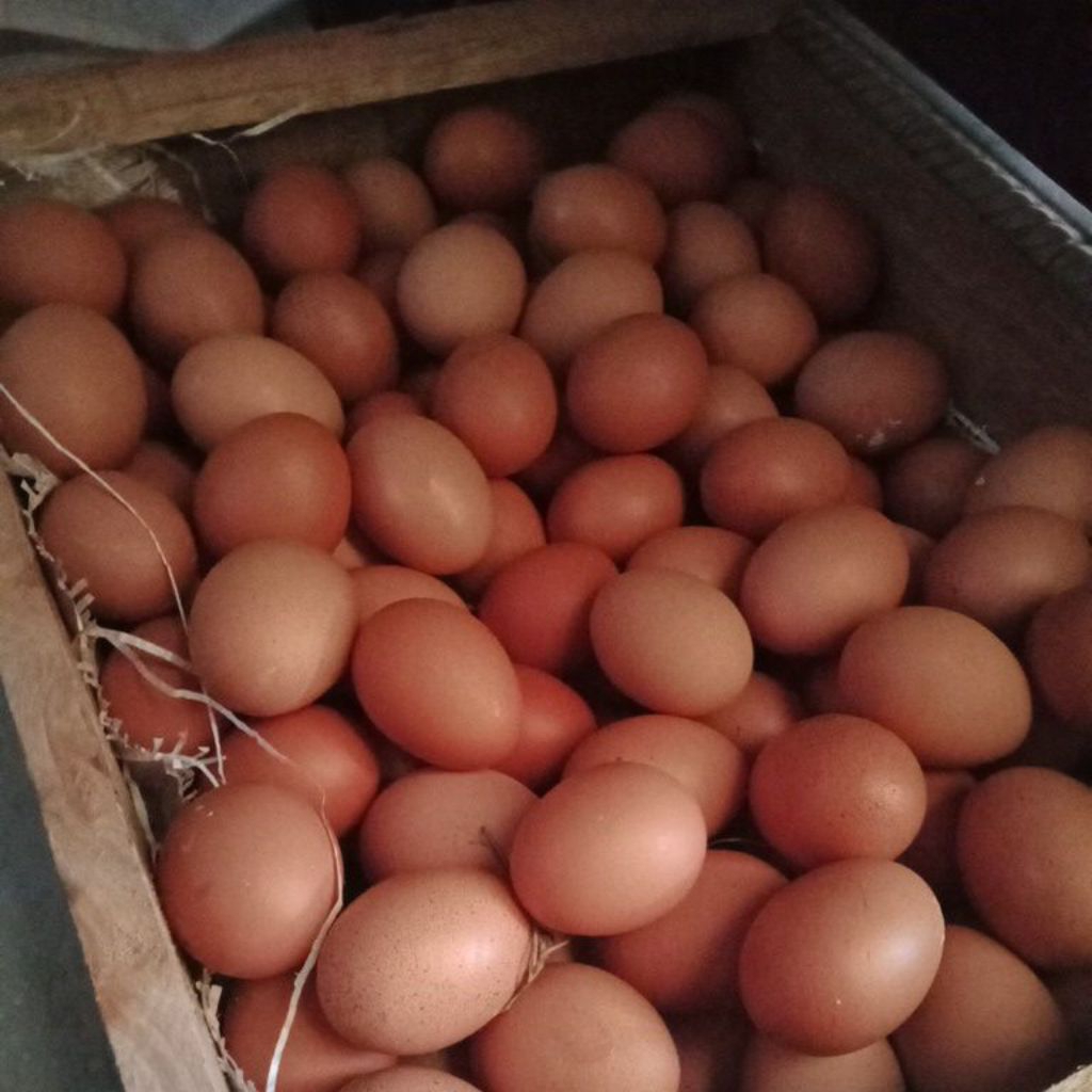 telur omega 3 Paiton-probolinggo