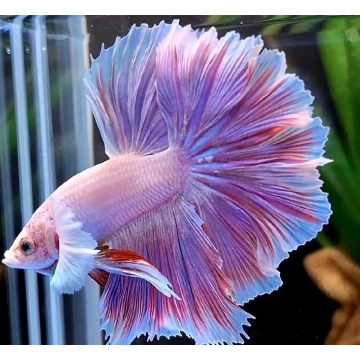 Cupang halfmoon