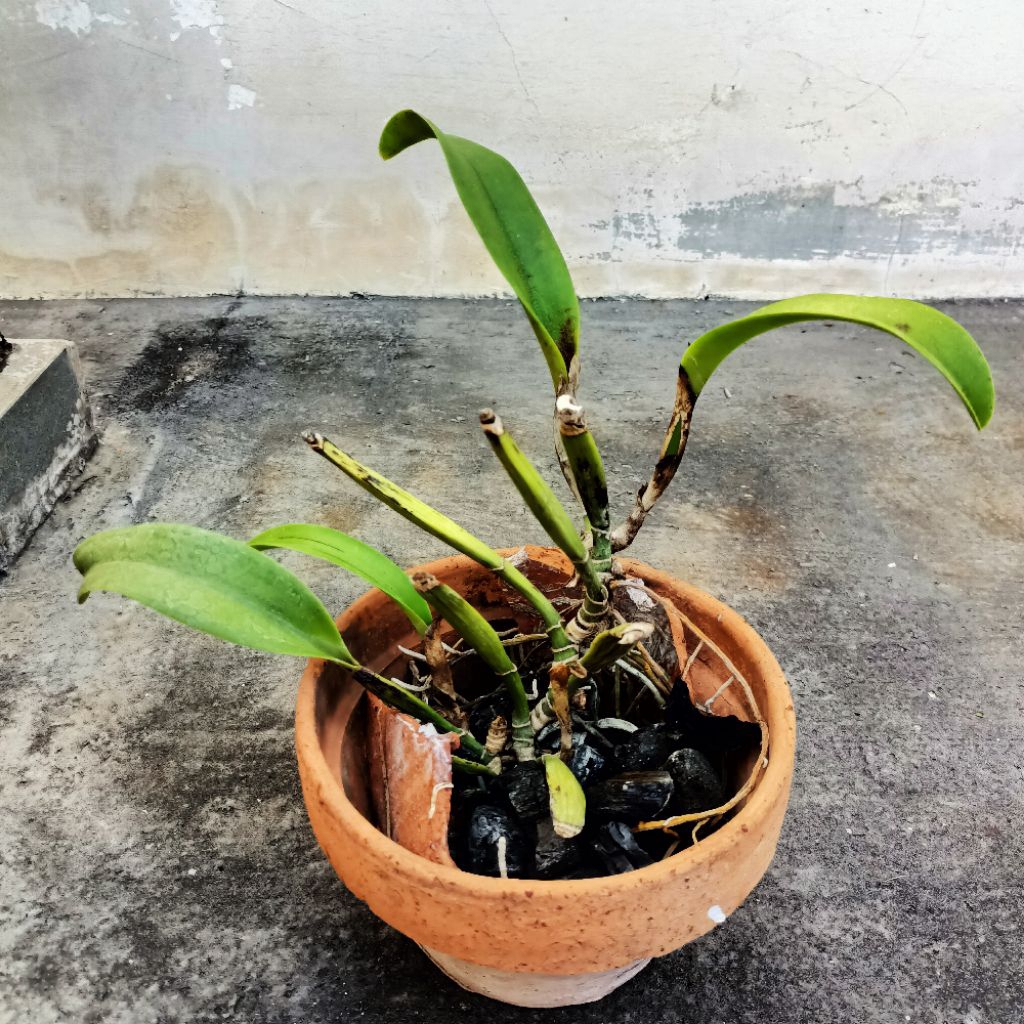 Tanaman anggrek cattleya Mantinii mantini dewasa bunga ungu wangi