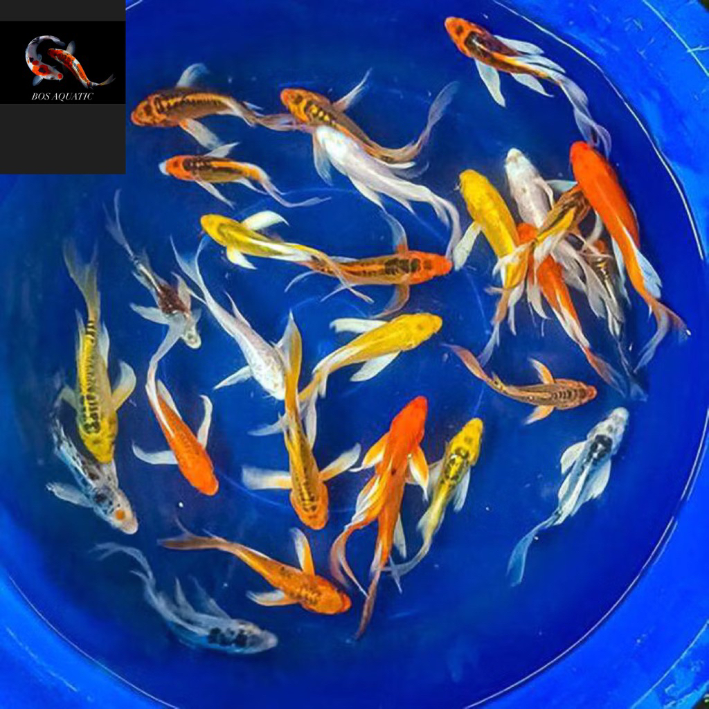 Paket Koi Slayer Metalik Sisik Naga Isi 7 - 10 Ekor - Berkualitas Super