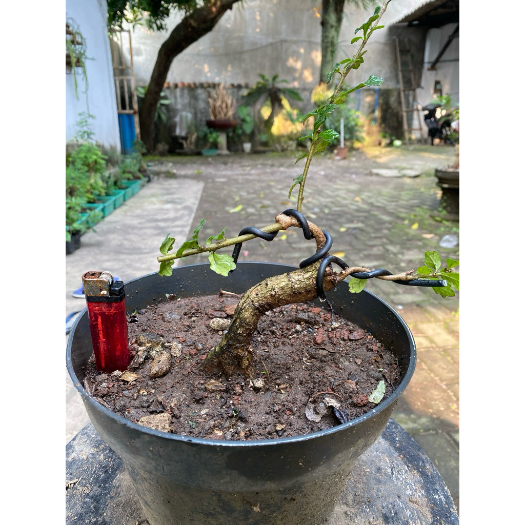 Bahan bonsai Hokiantea hasil dongkelan