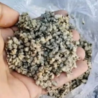 KERANG KUPANG  1KG ISIAN BANYAK