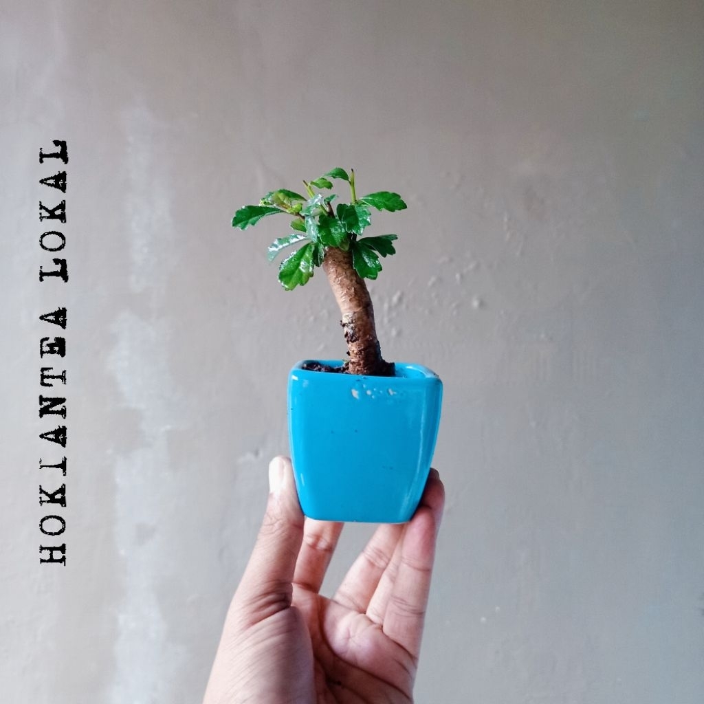 BONSAI HOKIANTEA LOKAL MINI DIKIRIM SESUAI FOTO