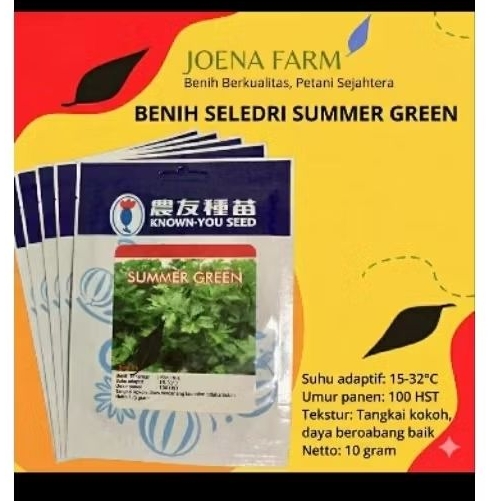 Benih SUMMER GREEN Seledri varietas unggul dari Known You Seed.