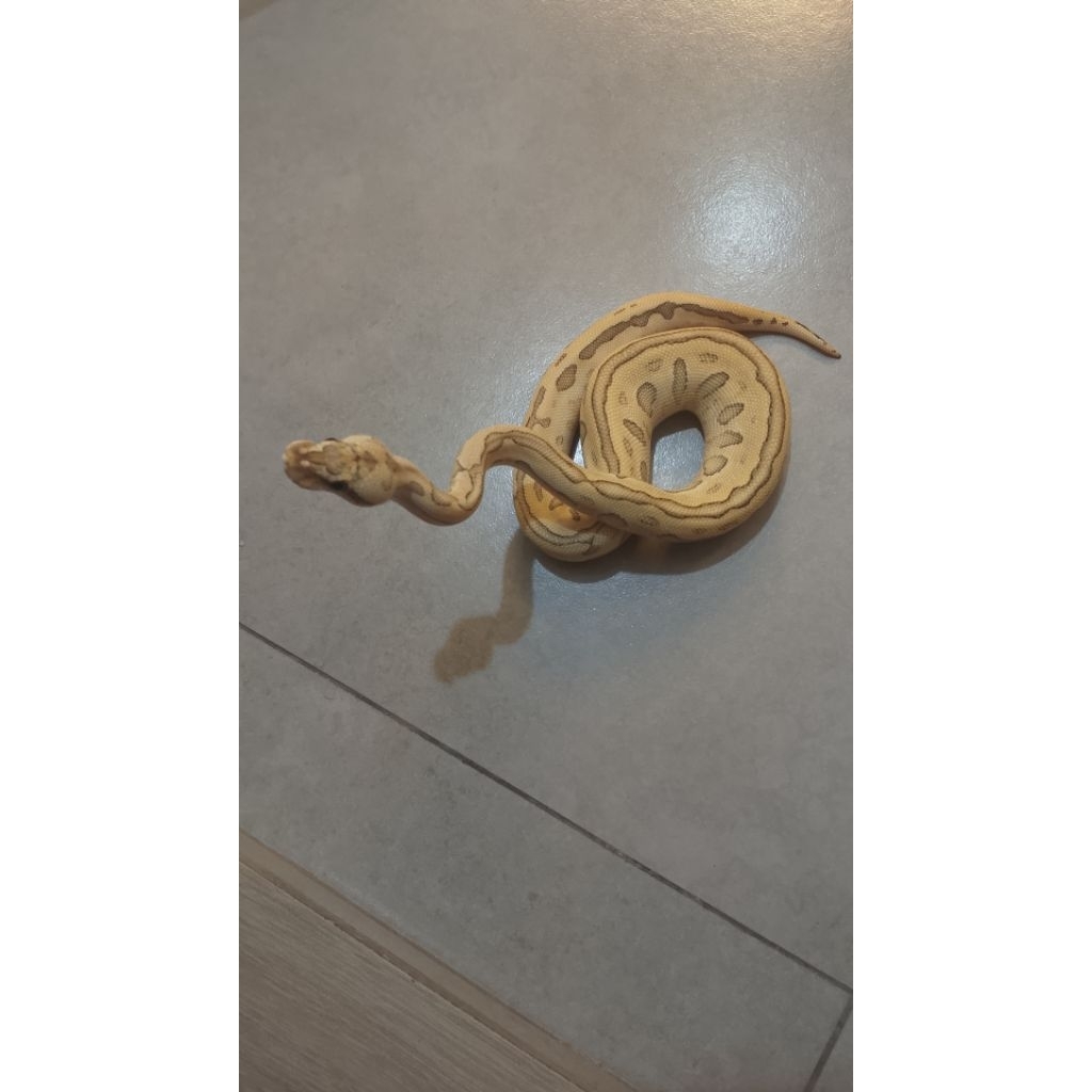 bamboo leopard enchi het clown poss RS ballpython