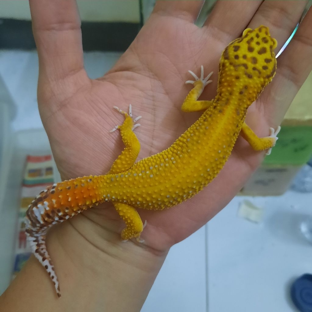 mainan Dewasa Jantan  gecko leopard  BELL A