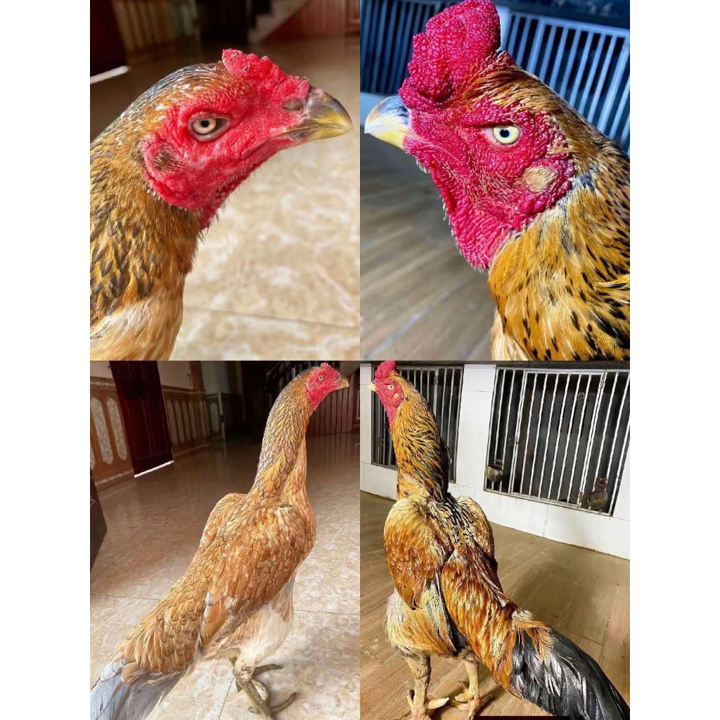 Telur Fertil Ayam Bangkok Petarung Galur Asli Kualitas Super