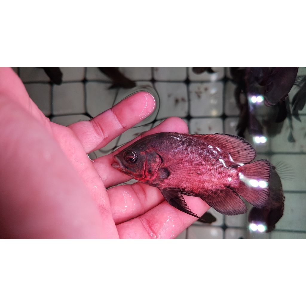 Ikan Oscar Red copper/tembaga, Oscar Size 8-10 cm | Ikan Hias Oscar Sehat Aktif Warna Cerah