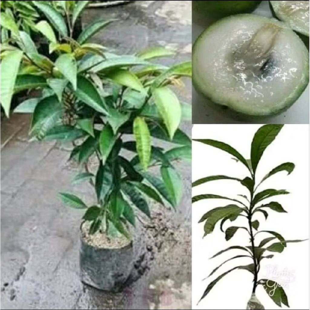 Bibit Buah Sawo Kenitu Sawo Kenitu