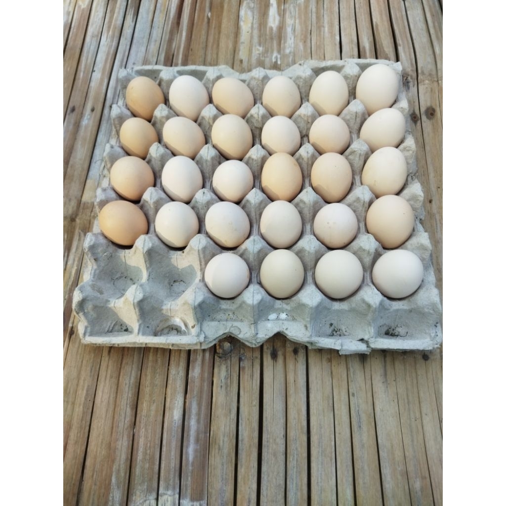 Telur Ayam Elba Fertil - Ayam Kampung Petelur Tinggi, Hemat Pakan, Ukuran Besar
