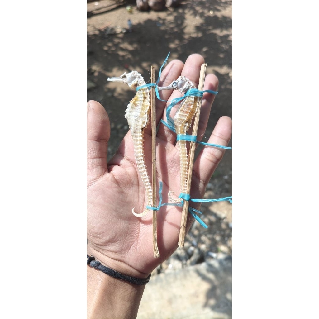 kuda laut kering