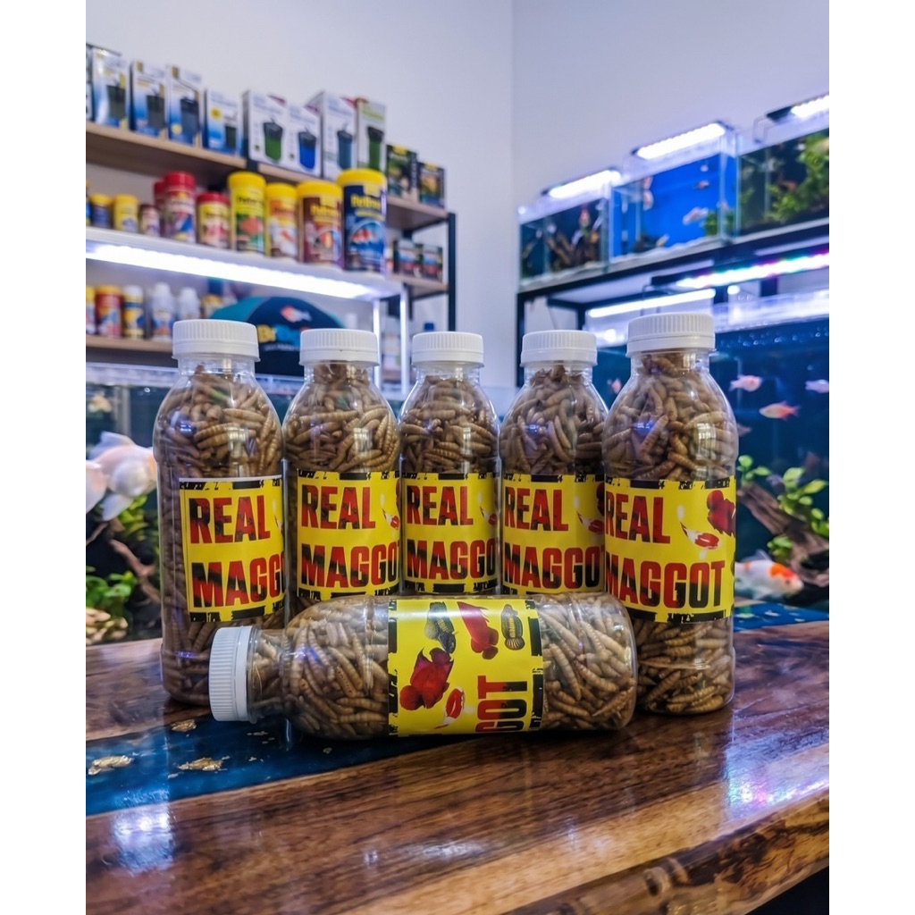 maggot magma 50 gram magot magot kering magot terbagus magot terbaik magot basah