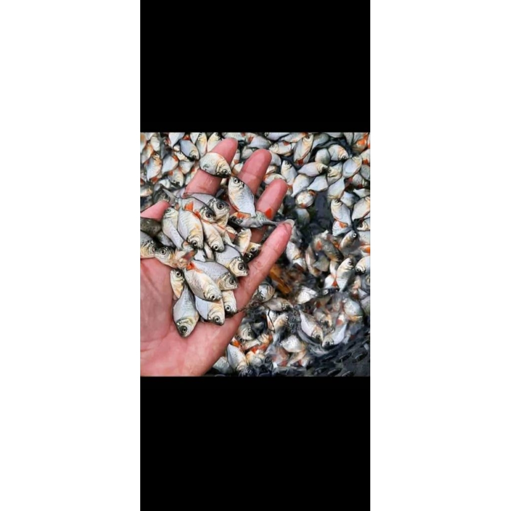 Bibit Ikan Bawal Super