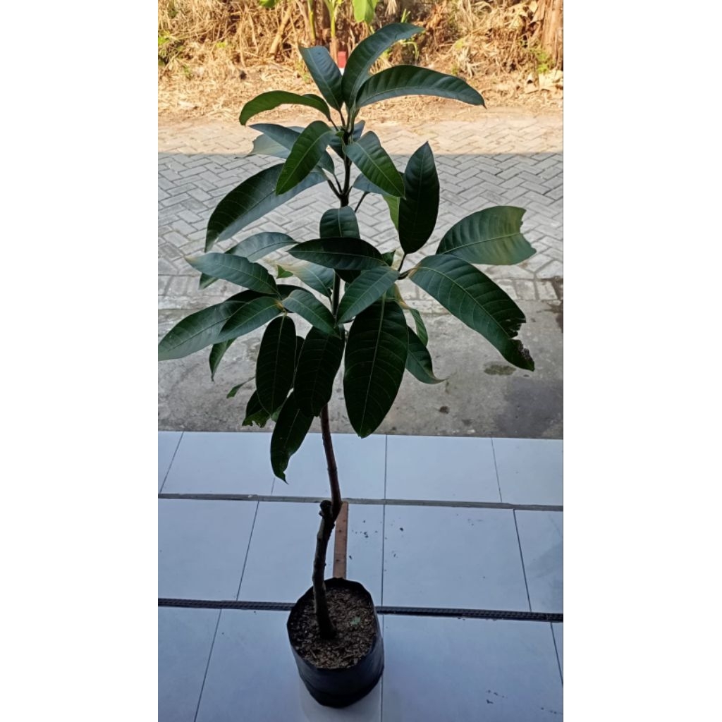 bibit mangga kiojay 1meter super fullmedia