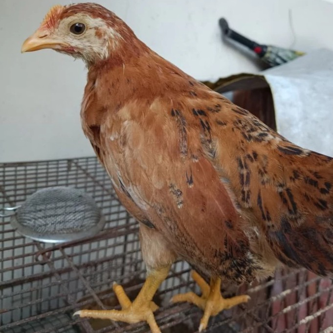 Ayam Petelur Pedaging Kampung Kub Aka Elba Remaja Usia 4 Bulan