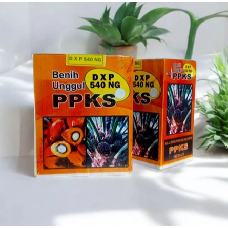 Kecambah Sawit PPKS 540 Unggul Bersertifikat