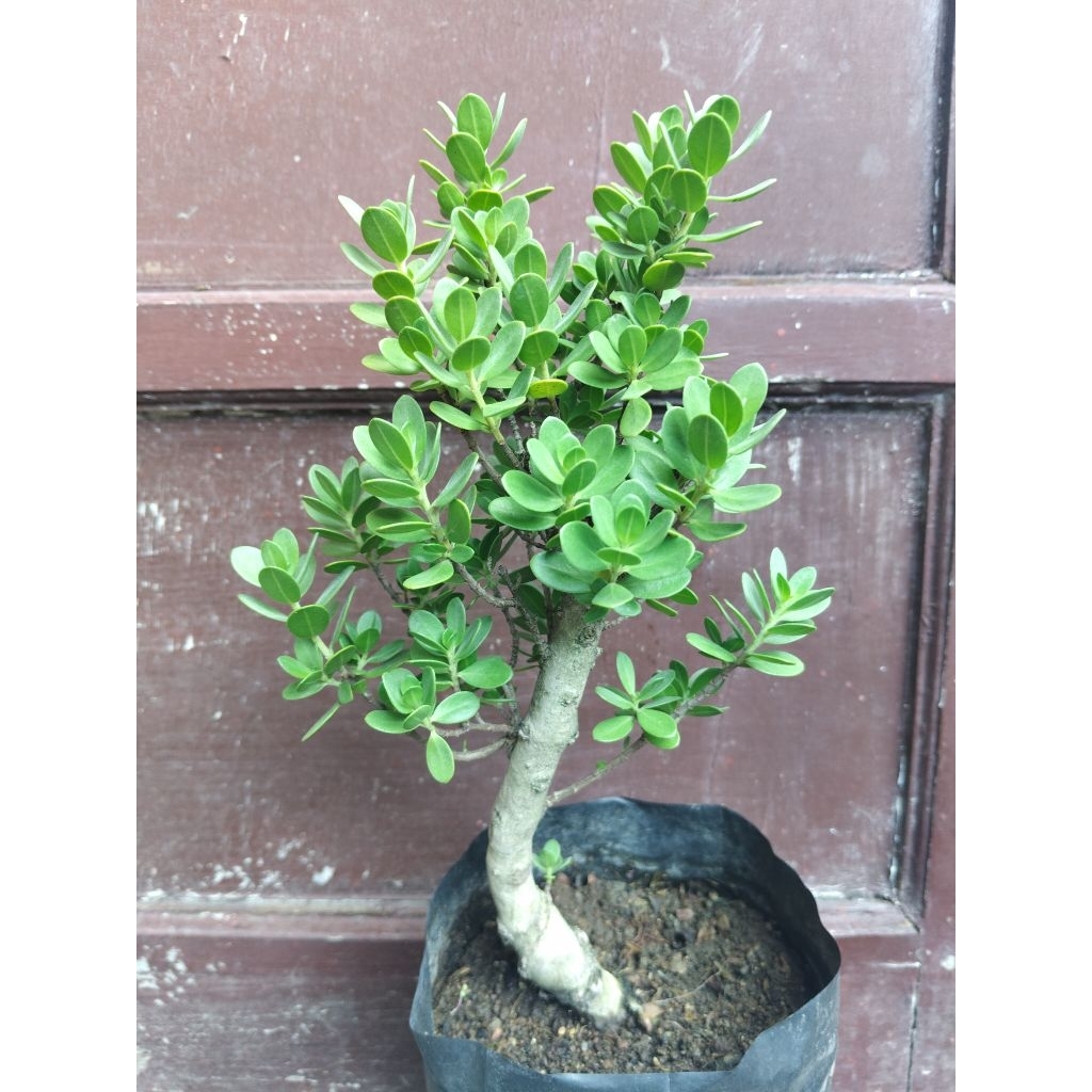 (sesuai gambar) santigi mawar daun bulat