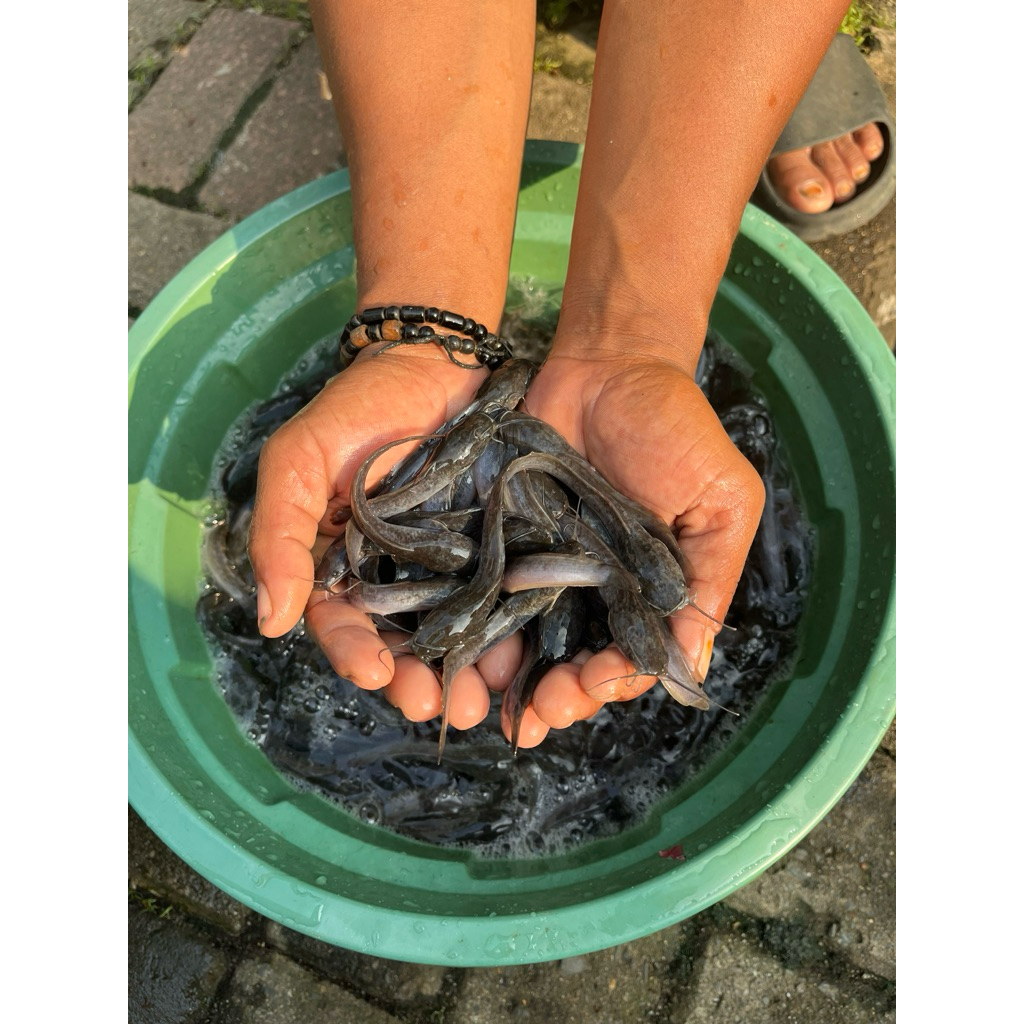 Bibit Lele Unggul 8-9 cm Kemasan 1000 ekor