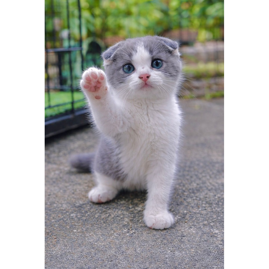 Kucing Kitten Scottish Fold Bicolor