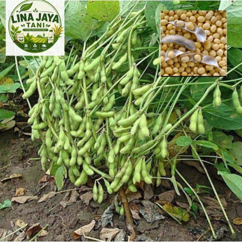 100 Gram Benih Kedelai Edamame kualitas Unggulan Panen Melimpah