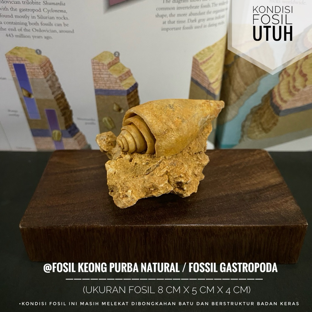 Bongkahan Fosil Keong Purba B57 atau Fossil Gastropoda atau Fosil Kerang atau Fosil Kol Buntet atau 