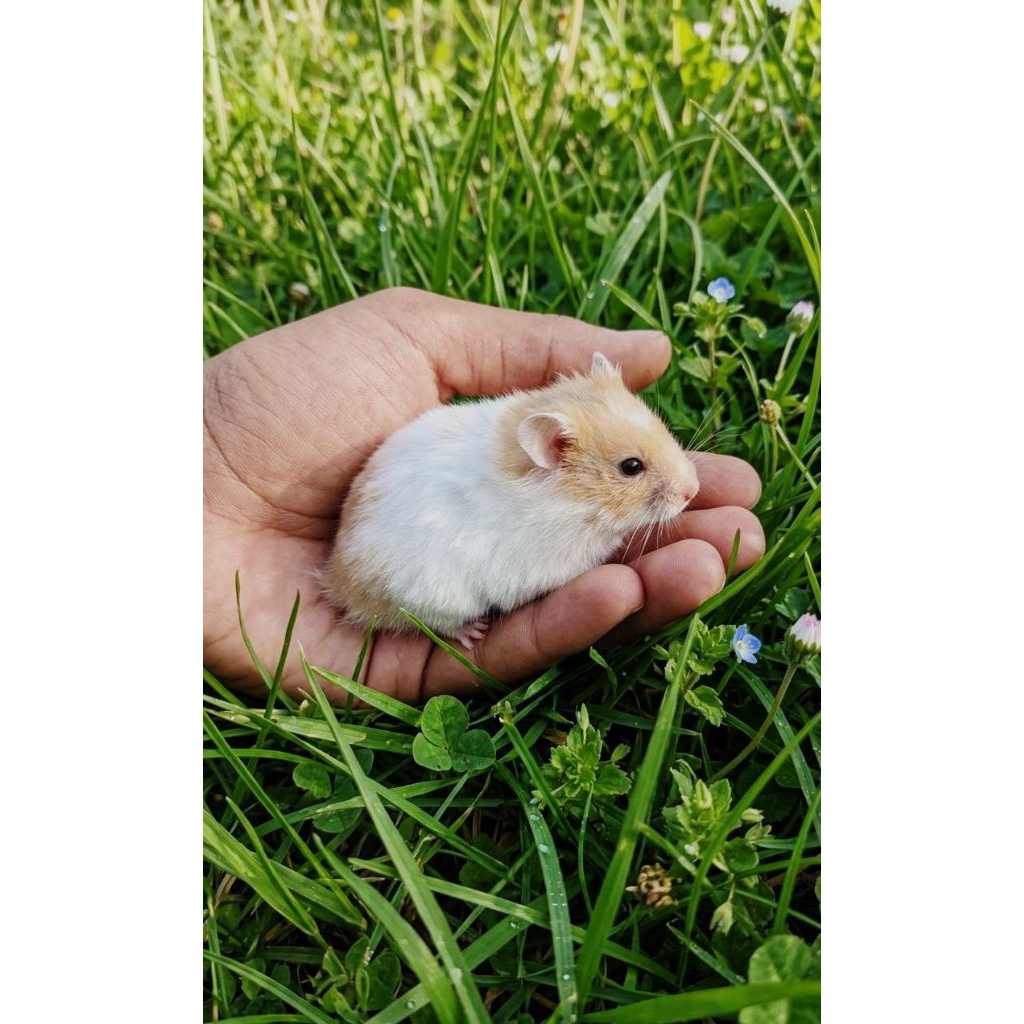 Hamster Syrian Jinak