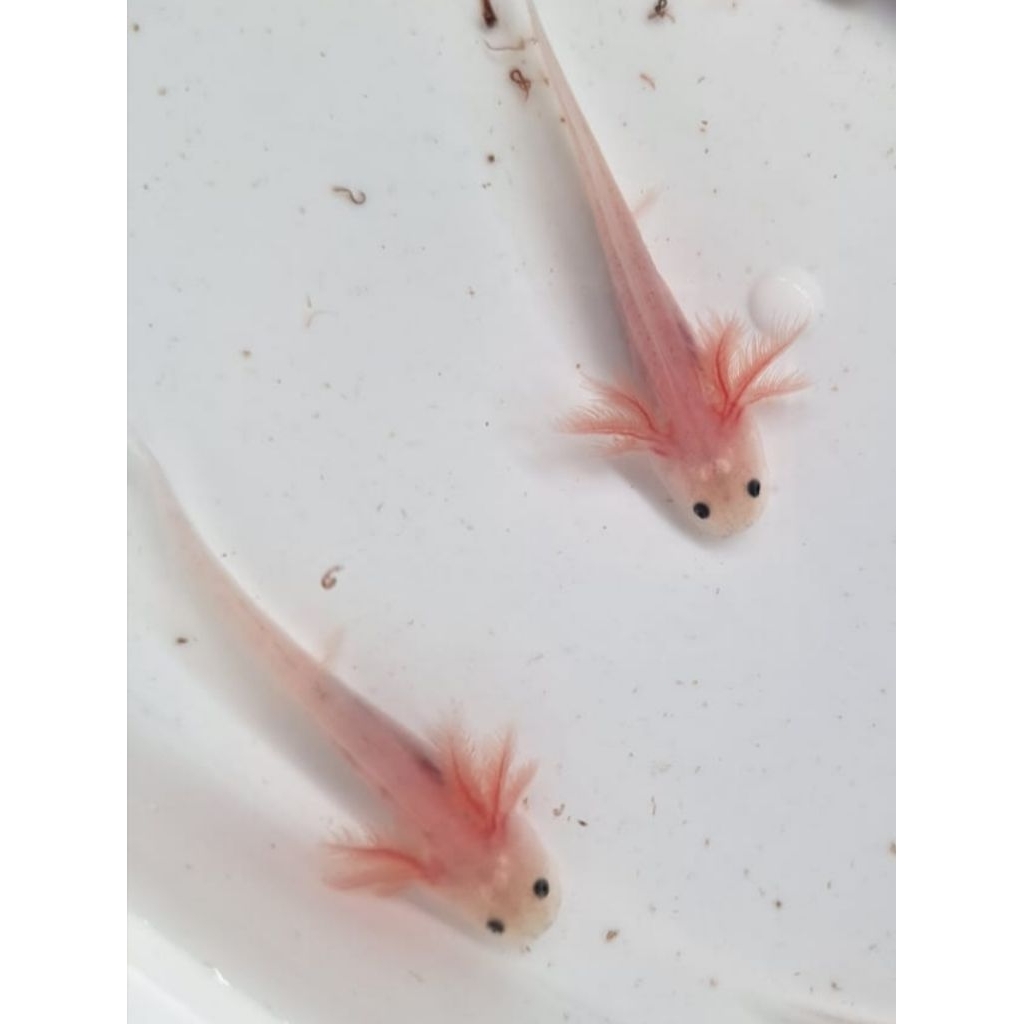axolotl leucistic baby fish