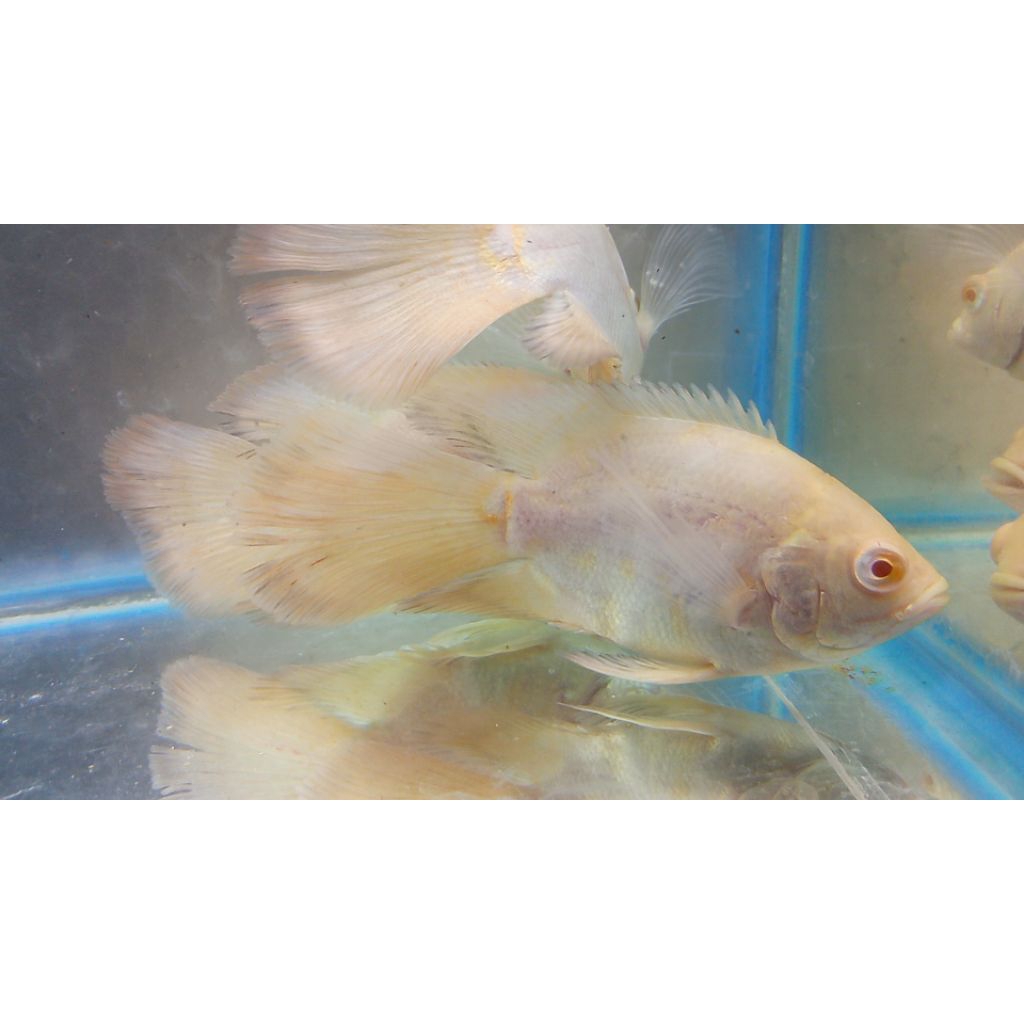 Ikan Oscar albino slayer sb